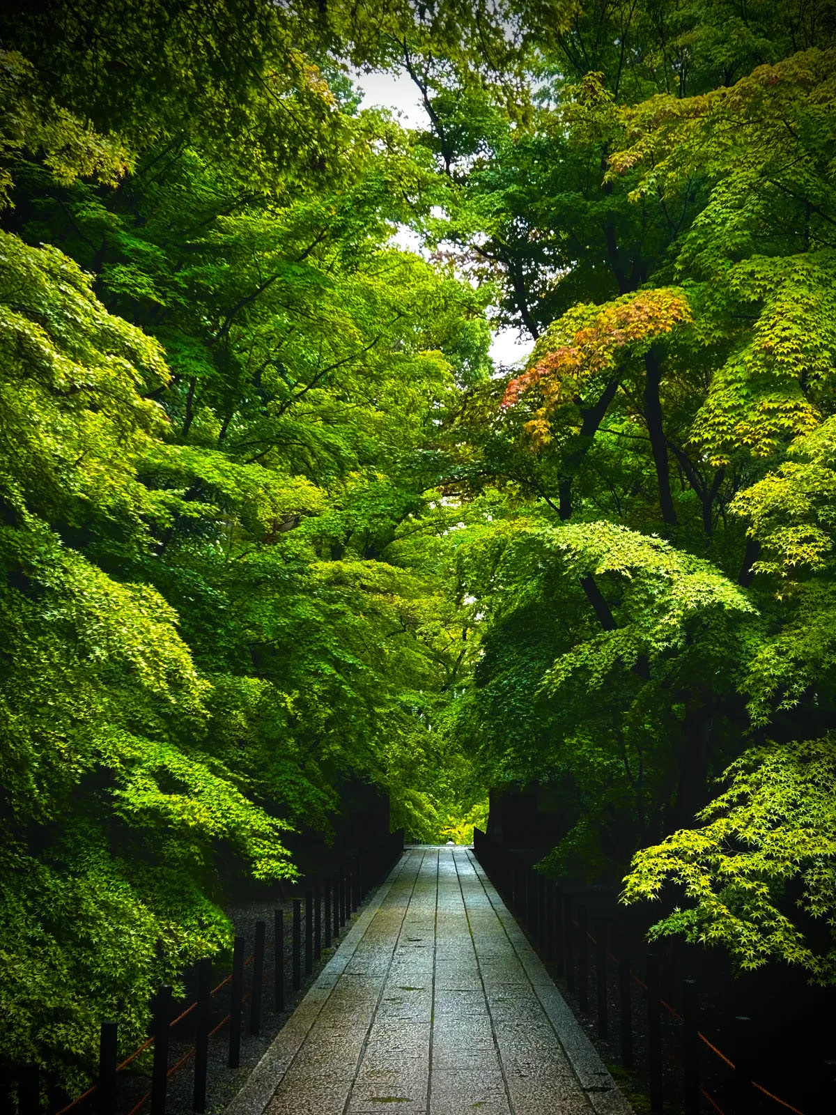 长冈京市 · 长冈京市, 日本 · 2024-06-30