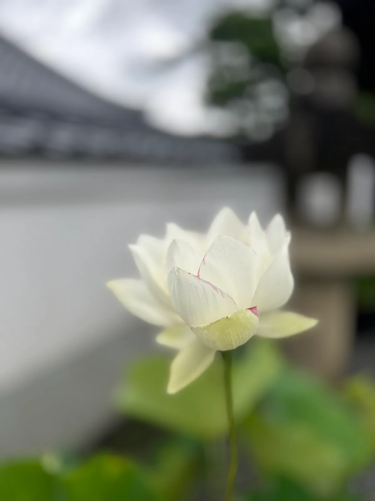 京都市 · 京都市, 日本 · 2024-06-30